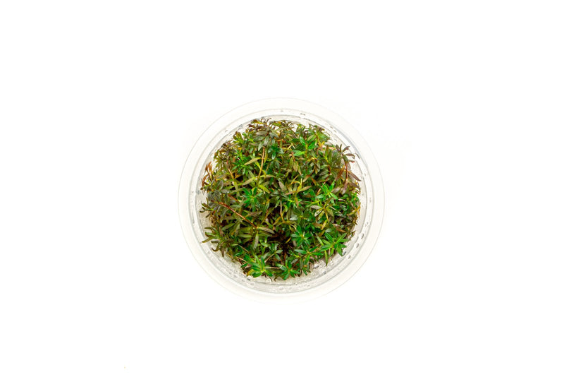 Ludwigia Arcuata Aquatic Farmer Tissue Culture Aquatic Plant - Buce Plant