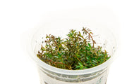 Ludwigia Arcuata Aquatic Farmer Tissue Culture Aquatic Plant - Buce Plant