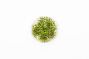 Ludwigia Arcuata UNS Tissue Culture Tissue Culture - Buce Plant