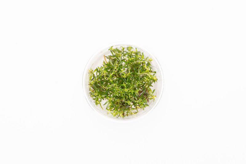 Ludwigia Arcuata UNS Tissue Culture Tissue Culture - Buce Plant
