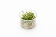 Ludwigia Arcuata UNS Tissue Culture Tissue Culture - Buce Plant
