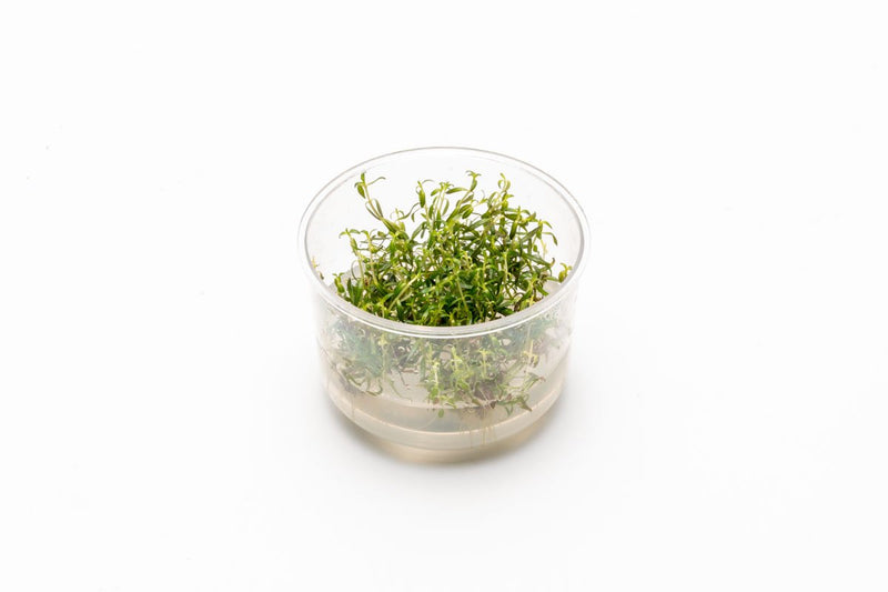 Ludwigia Arcuata UNS Tissue Culture Tissue Culture - Buce Plant