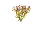 Ludwigia Brevipes Aquatic Plant - Buce Plant