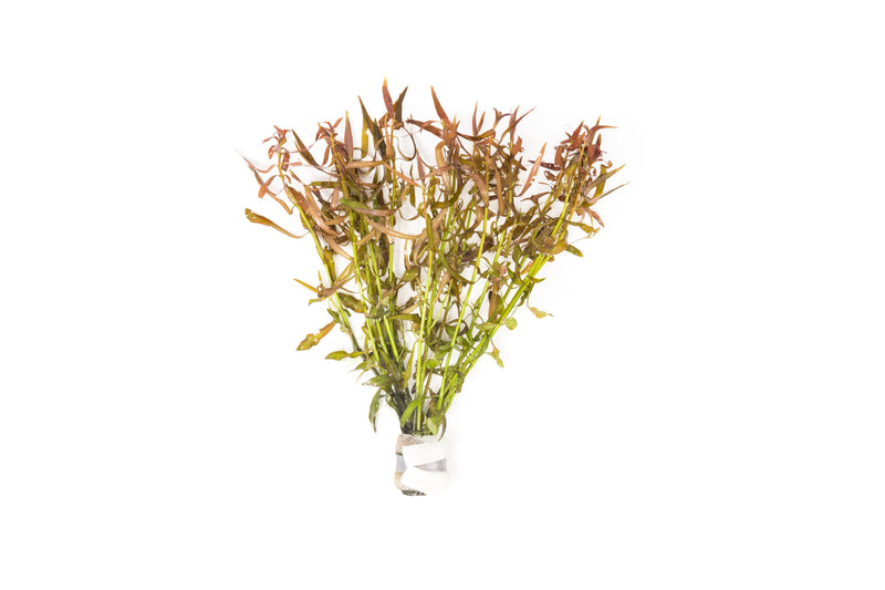 Ludwigia Brevipes Aquatic Plant - Buce Plant