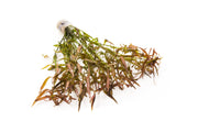 Ludwigia Brevipes Aquatic Plant - Buce Plant
