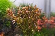 Ludwigia Brevipes Aquatic Plant - Buce Plant