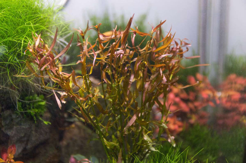 Ludwigia Brevipes Aquatic Plant - Buce Plant