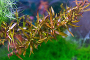 Ludwigia Brevipes Aquatic Plant - Buce Plant