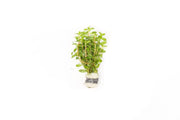 Ludwigia Crystal aquatic plant from IS, featuring vibrant green and red stems with lush, healthy leaves suitable for freshwater aquariums.