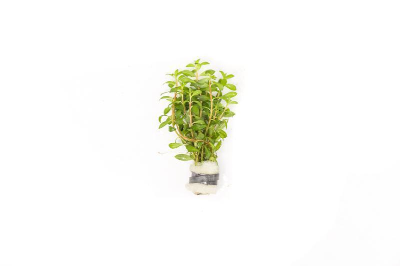 Ludwigia Crystal aquatic plant from IS, featuring vibrant green and red stems with lush, healthy leaves suitable for freshwater aquariums.