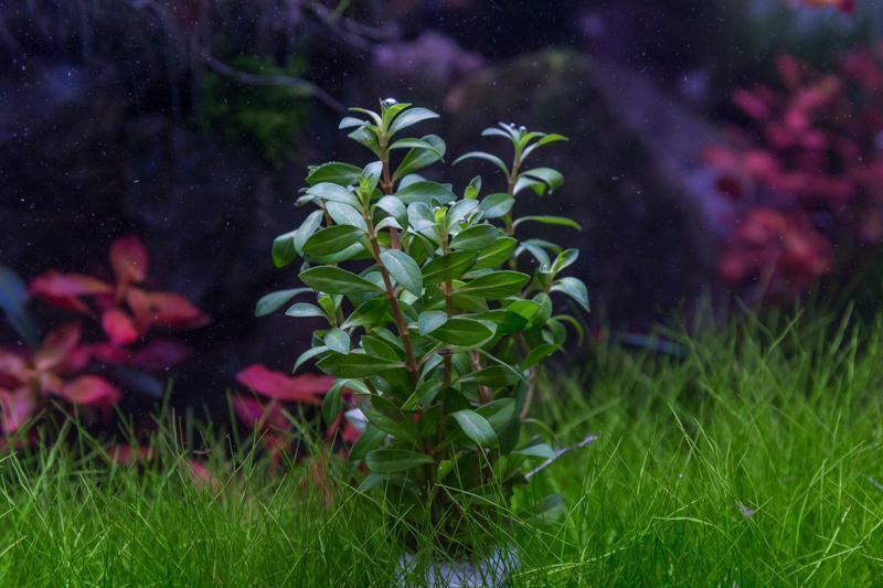 Ludwigia Crystal aquatic plant by IS with vibrant green and red leaves, ideal for freshwater aquariums.