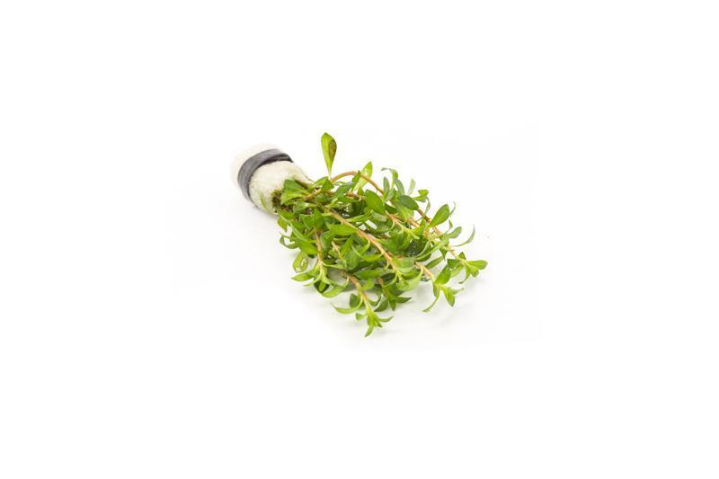 Ludwigia Crystal aquatic plant from IS, with vibrant green and red leaves, ideal for freshwater aquarium decoration.