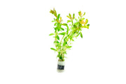 Healthy Ludwigia Crystal aquatic plant from IS with vibrant green and red leaves, ideal for freshwater aquariums.