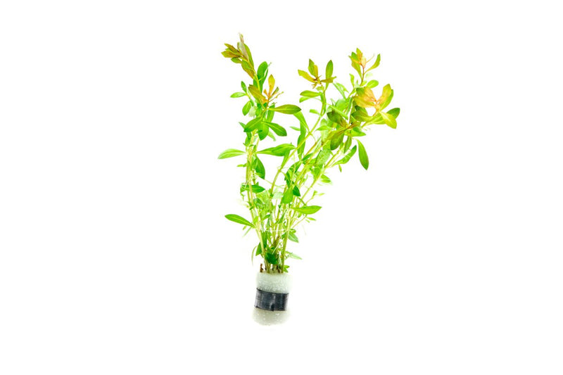 Healthy Ludwigia Crystal aquatic plant from IS with vibrant green and red leaves, ideal for freshwater aquariums.