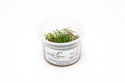Ludwigia Crystal Aquatic Farmer Tissue Culture Aquatic Plant - Buce Plant