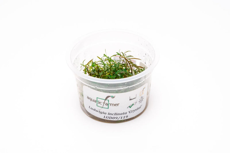 Ludwigia Crystal Aquatic Farmer Tissue Culture Aquatic Plant - Buce Plant