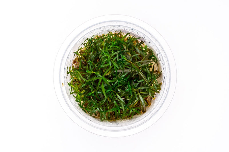 Ludwigia Crystal Aquatic Farmer Tissue Culture Aquatic Plant - Buce Plant