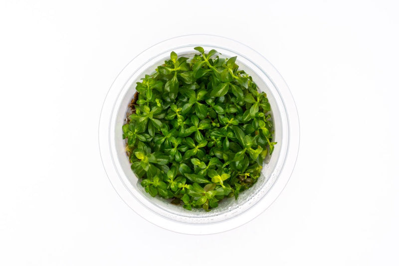 Ludwigia Dark Orange Aquatic Farmer Tissue Culture Tissue Culture - Buce Plant