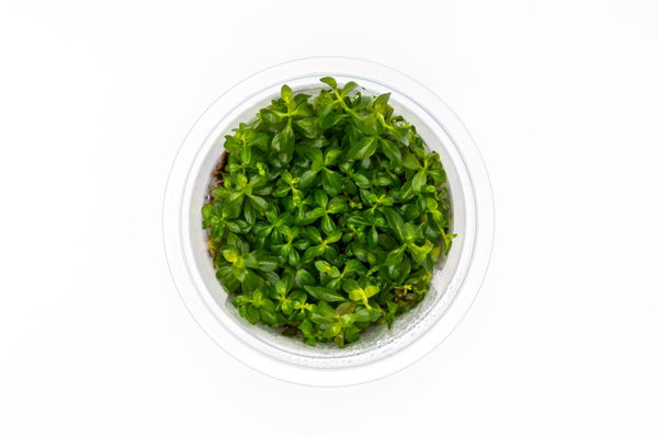 Underwater Treasures Ludwigia Künstliche Aquarienpflanze – Orange, 30,5 Cm, Für Süß- & Meerwasser