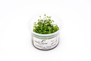 Ludwigia Dark Orange Aquatic Farmer Tissue Culture Tissue Culture - Buce Plant