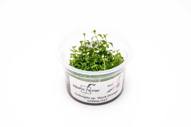 Ludwigia Dark Orange Aquatic Farmer Tissue Culture Tissue Culture - Buce Plant