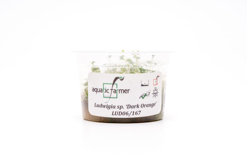 Ludwigia Dark Orange Aquatic Farmer Tissue Culture Tissue Culture - Buce Plant