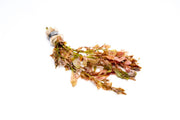 Ludwigia Inclinata aquatic plant from ACW with vibrant green and red leaves, ideal for freshwater aquariums.