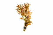 Ludwigia Inclinata aquatic plant from ACW with vibrant green and red leaves, ideal for freshwater aquarium decoration.