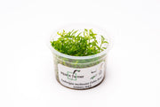 Ludwigia Inclinata Cuba Aquatic Farmer Tissue Culture Aquatic Plant - Buce Plant
