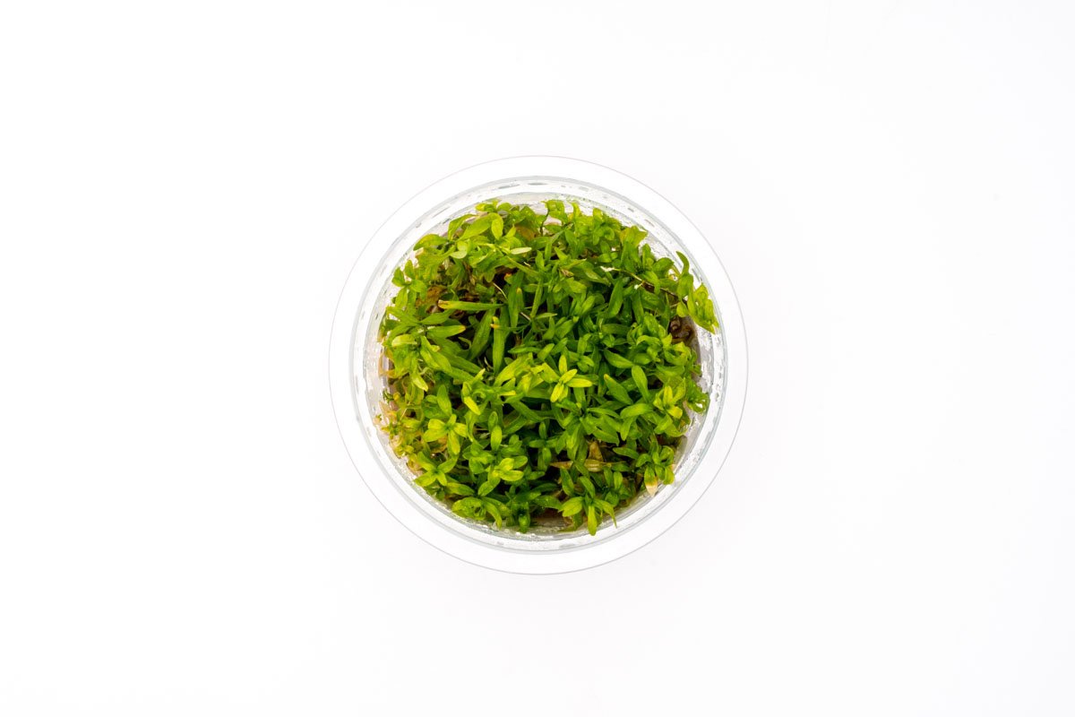 Ludwigia Inclinata Cuba Aquatic Farmer Tissue Culture — Buce Plant