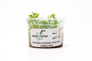 Ludwigia Inclinata Cuba Aquatic Farmer Tissue Culture Aquatic Plant - Buce Plant