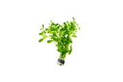 Healthy Ludwigia Inclinata Green aquatic plant from CPA with vibrant green, elongated leaves suitable for freshwater aquariums.