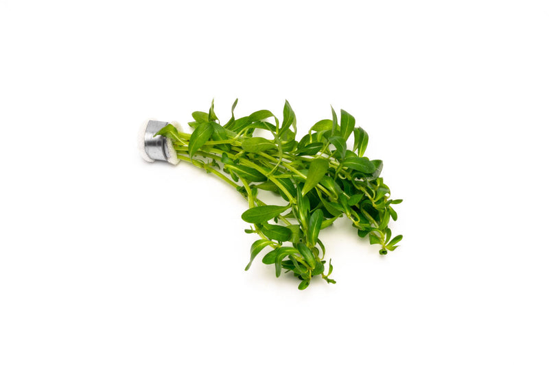 Ludwigia Inclinata Green aquatic plant by CPA with vibrant green, elongated leaves suitable for freshwater aquariums.