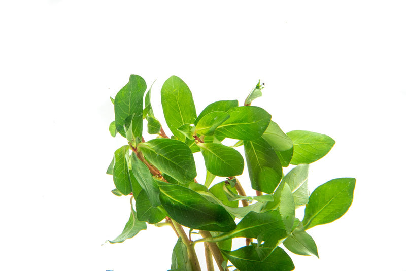 Ludwigia Marilia aquatic plant from CPA with vibrant green and reddish stems for freshwater aquariums.