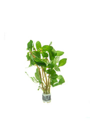 Ludwigia Marilia aquatic plant from CPA with vibrant green and red stems, ideal for freshwater aquariums.