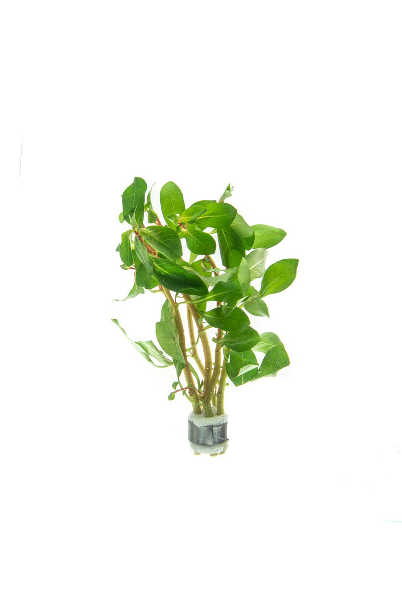 Ludwigia Marilia aquatic plant from CPA with vibrant green and red stems, ideal for freshwater aquariums.