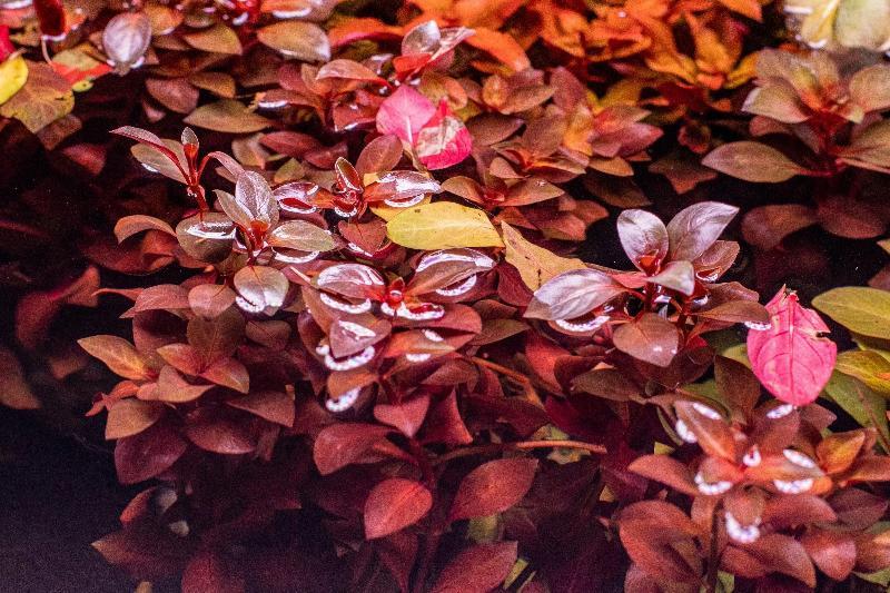 Ludwigia Natans Super Red Aquatic Plant - Buce Plant