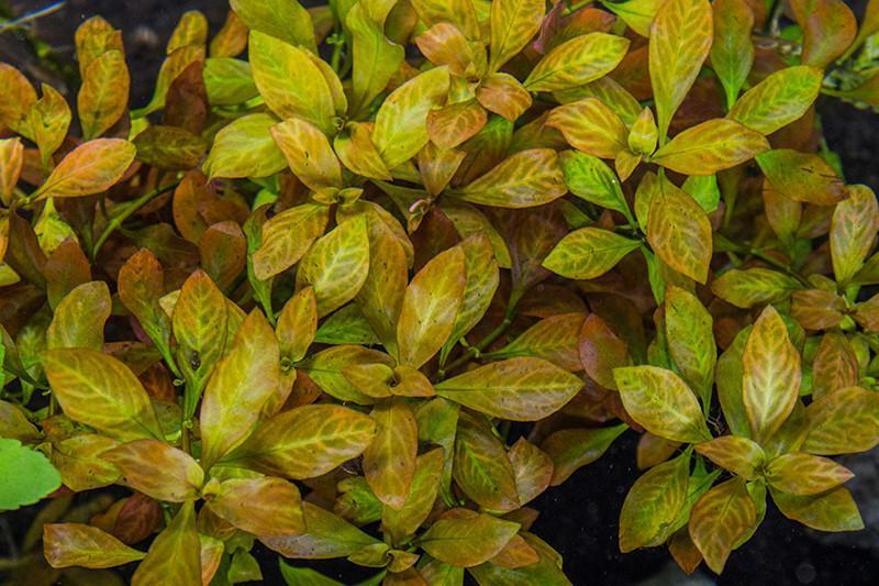 Ludwigia Ovalis Aquatic Plant - Buce Plant