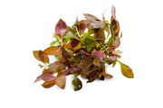 Ludwigia Ovalis Aquatic Plant - Buce Plant
