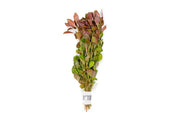 Ludwigia Ovalis Aquatic Plant - Buce Plant