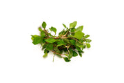 Red Ludwigia Palustris aquatic plant by CPA with vibrant red stems and green leaves, ideal for freshwater aquariums.