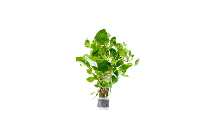 Red Ludwigia Palustris aquatic plant by CPA, showcasing vibrant red stems and lush green foliage in an aquatic setting.