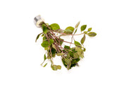 Ludwigia Palustris Super Red Aquatic Plant - Buce Plant
