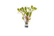 Ludwigia Palustris Super Red Aquatic Plant - Buce Plant