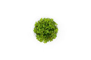 Ludwigia Palustris Super Red Aquatic Farmer Tissue Culture Aquatic Plant - Buce Plant