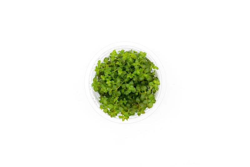 Ludwigia Palustris Super Red Aquatic Farmer Tissue Culture Aquatic Plant - Buce Plant