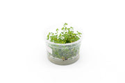 Ludwigia Palustris Super Red Aquatic Farmer Tissue Culture Aquatic Plant - Buce Plant