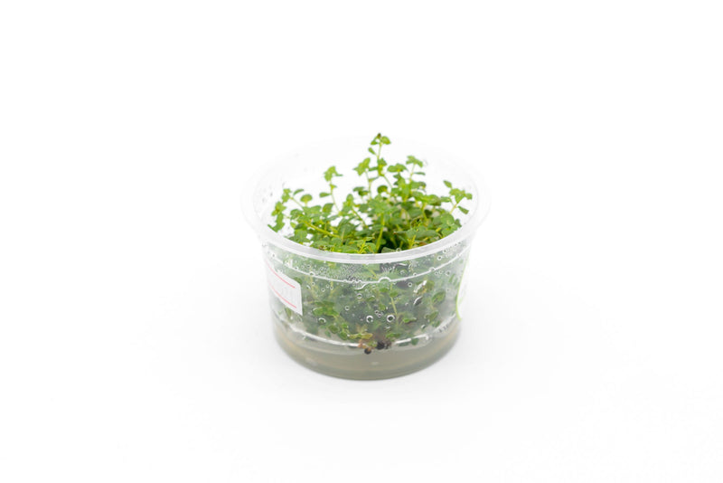 Ludwigia Palustris Super Red Aquatic Farmer Tissue Culture Aquatic Plant - Buce Plant