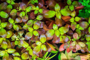 Ludwigia Peruensis/Gladulosa var. Diamond Aquatic Plant - Buce Plant