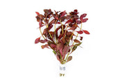 Ludwigia Peruensis/Gladulosa var. Diamond Aquatic Plant - Buce Plant